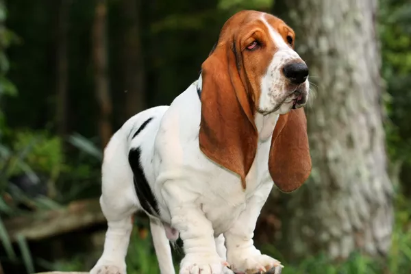 Basset Hound