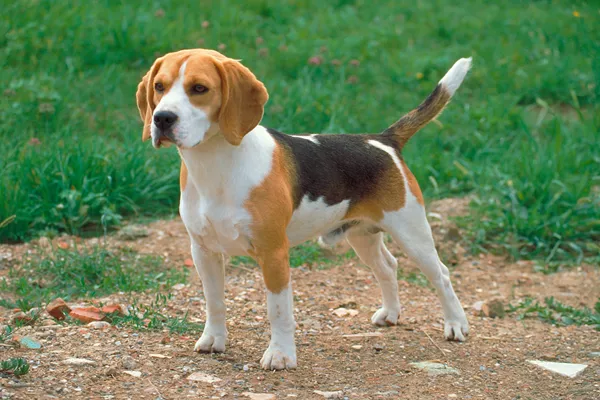 Beagle