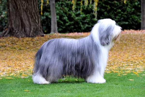 Bearded Collie