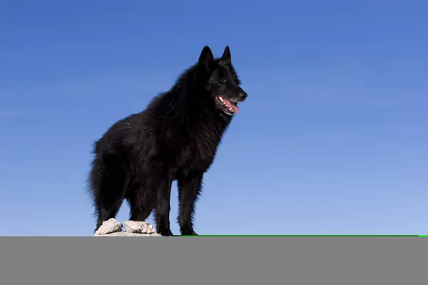 Belgian Sheepdog