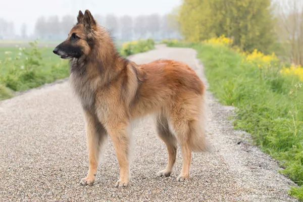 Belgian Tervuren