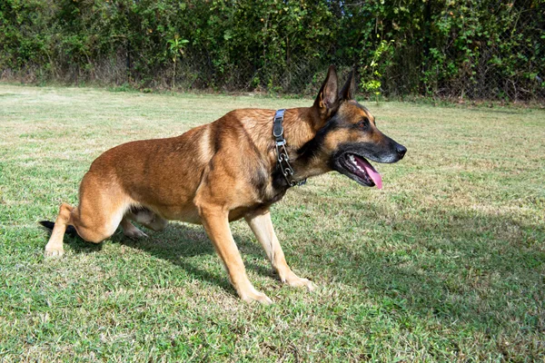 Belgian Malinois