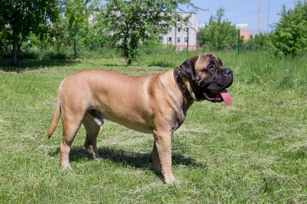 Bullmastiff