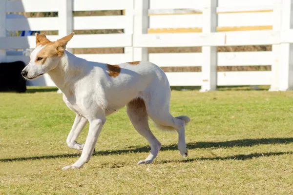 Canaan Dog