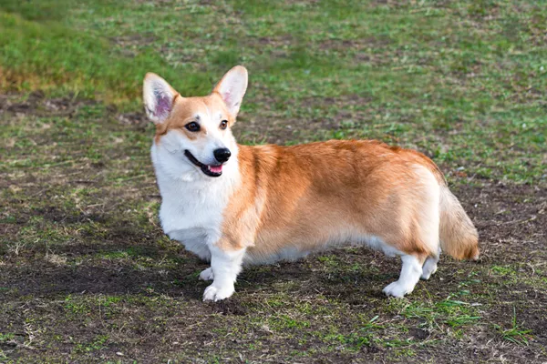 Cardigan Welsh Corgi