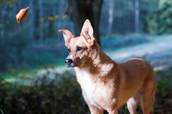 Carolina Dog