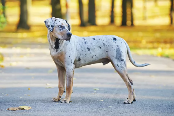 Catahoula Leopard