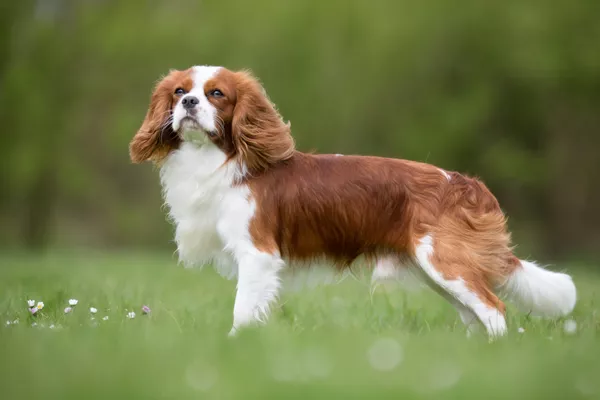 Cavalier King Charles Spaniel