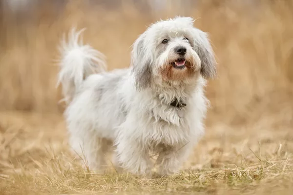 Coton de Tulear