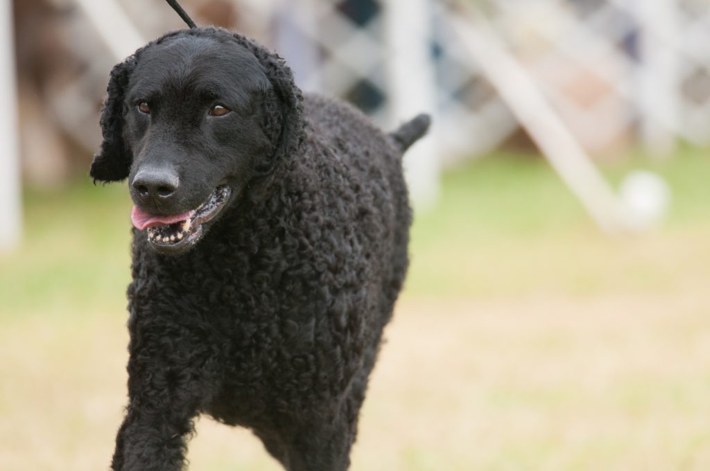 Curly Coated Retriever walking outside