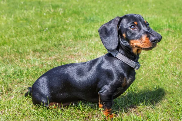 Dachshund