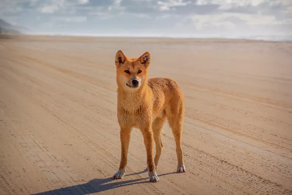 Dingo