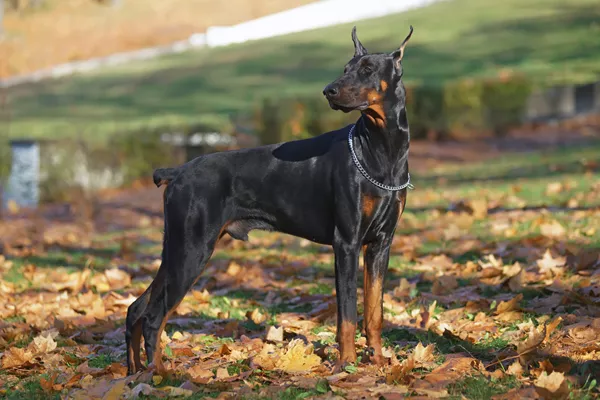 Doberman