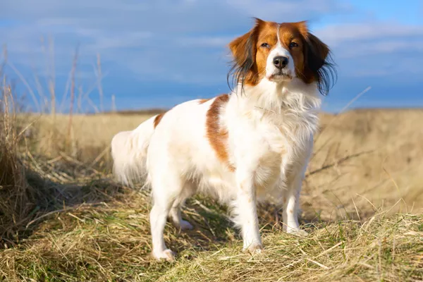 Dutch Waterfowl Dog