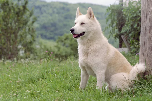 East Siberian Laika