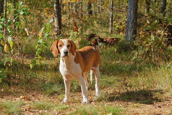 English Foxhound