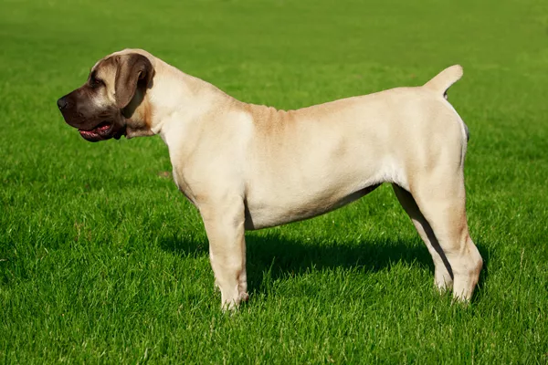 Mastiff standing outside in a pose