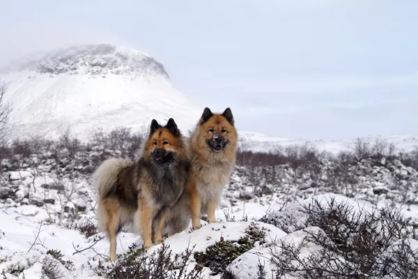 Eurasier