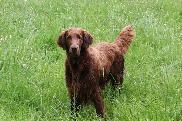 Flat-Coated Retriever