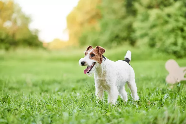 Fox Terrier