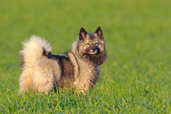 German Spitz