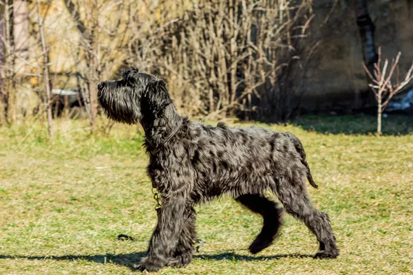 Giant Schnauzer