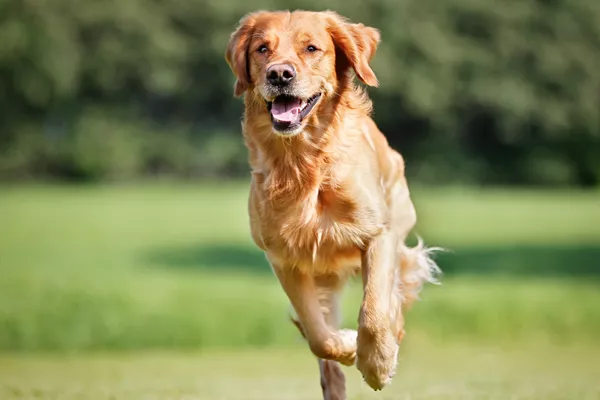 Golden Retriever