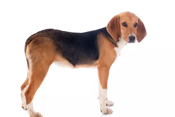 Beagle Harrier