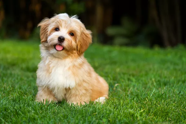 Havanese standing outside near the woods