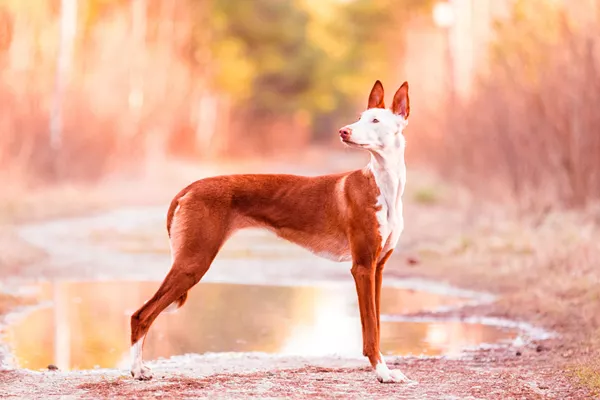 Ibizan Hound