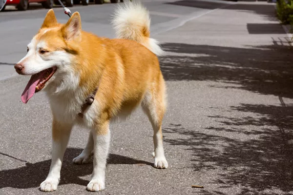 Icelandic Sheepdog