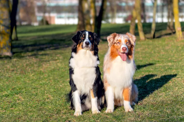 Australian Shepherd