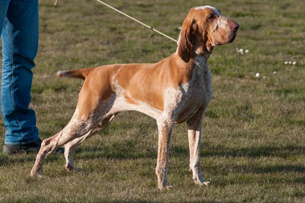 Bracco Italiano