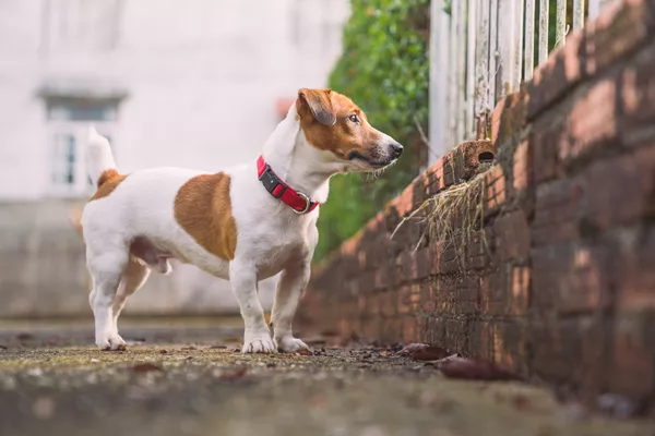 Jack Russell Terrier