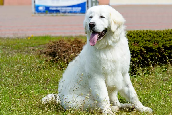 Kuvasz