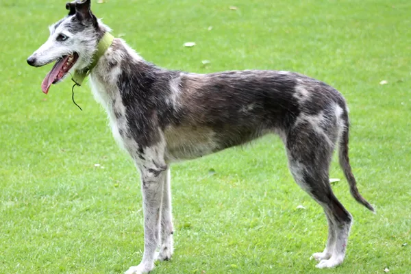 Lurcher