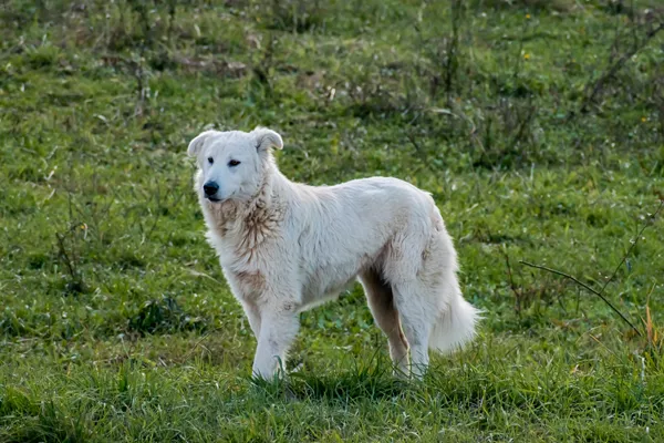 Maremma Sheepdog