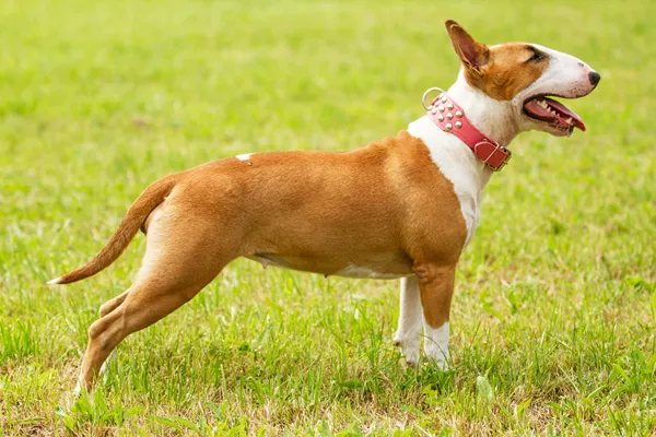 Miniature Bull Terrier