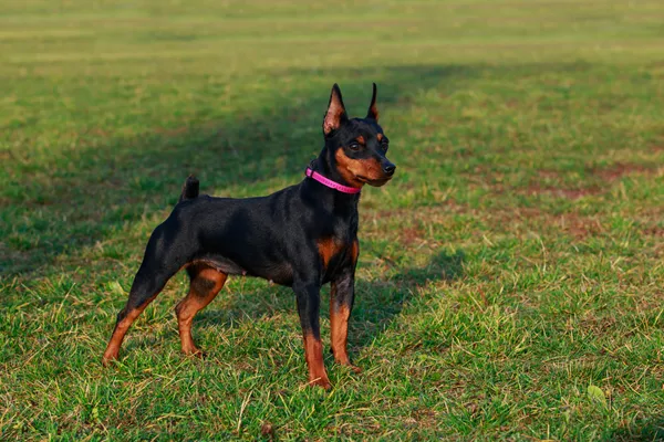 Miniature Pinscher