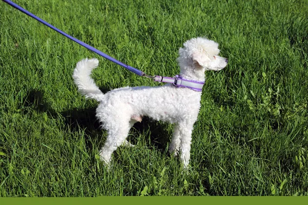 Miniature Poodle