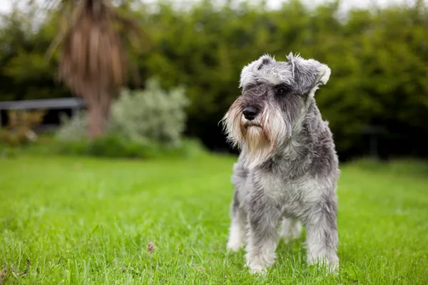 Miniature Schnauzer