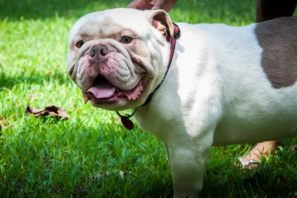 Old English Bulldogge