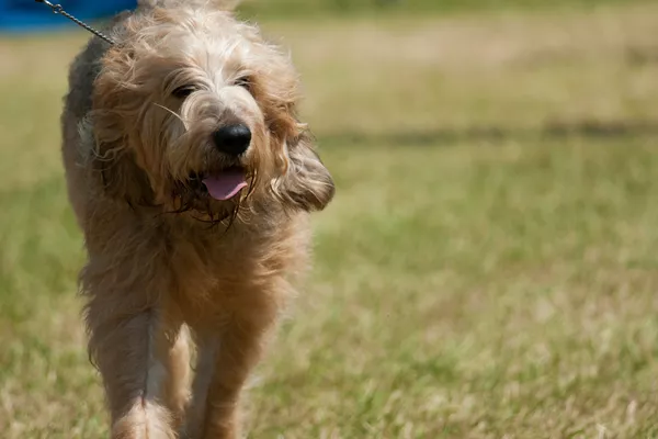 Otterhound