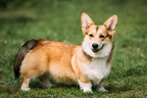 Pembroke Walsh Corgi