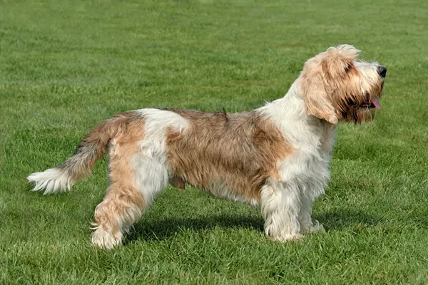 Petit Basset Griffon Vendeen