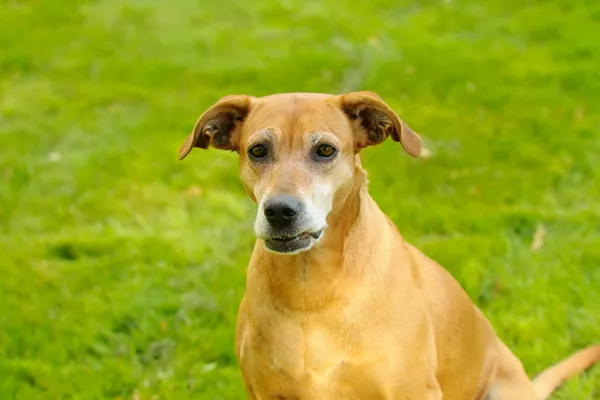 Portuguese Pointer