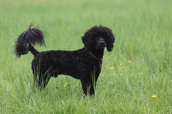 Portuguese Water Dog