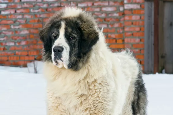 Pyrenean Mastiff