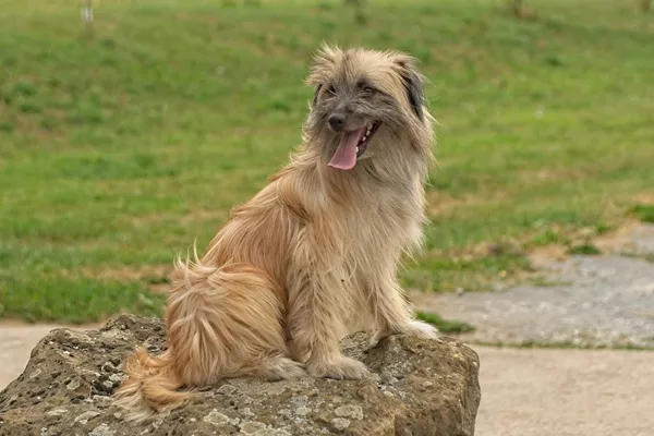 Pyrenean Shepherd