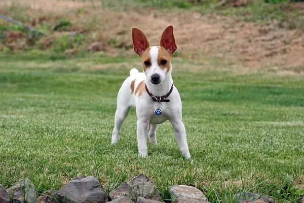 Rat Terrier